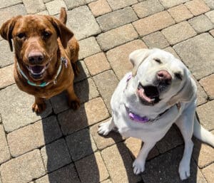 Two yellow Labrador Retrievers sitting side by side.