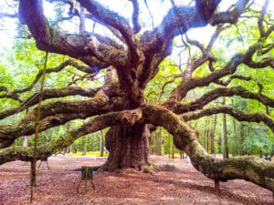 Angel Oak Tree on St. John's Island, South Carolina